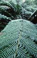 Tree Fern, Sassafras, Melbourne I